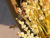 Bees of Morocco
