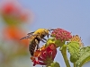 Bees of Morocco - large-yellow-bee-copy