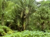 Rio Botanical - 2