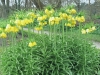 Yellow Frittilaria - 1
