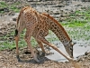 Baby Masai Giraffe 1