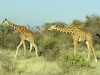 Reticulated Giraffe 2