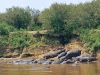 Herd of Hippos Along the Zambezi River