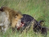 Lion with Kill