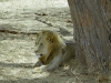 Male Lion Resting Under a Tree