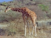 Reticulated Giraffe 1