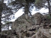 Moroccan Landscapes - 1 cedars-at-the-peak-of-tazzeka