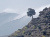 Moroccan Landscapes - 1 treeafternoonclouds
