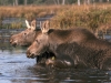 Nature in Canadian Places - Mammals -1  Algonquin Provincial Park 2