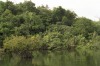 Nature in Brazil - The Amazon - 2