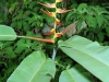 Costa Rica Flora - 2