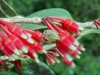 Costa Rica Flora - 3