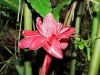 Costa Rica Flora - 4