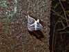 Butterfly - 2