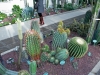 Real Jardin Botanico de Madrid - 1 Succulents 1