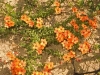 orange-creeping-plant