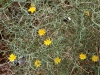 thornbushwithyellowflowers130419