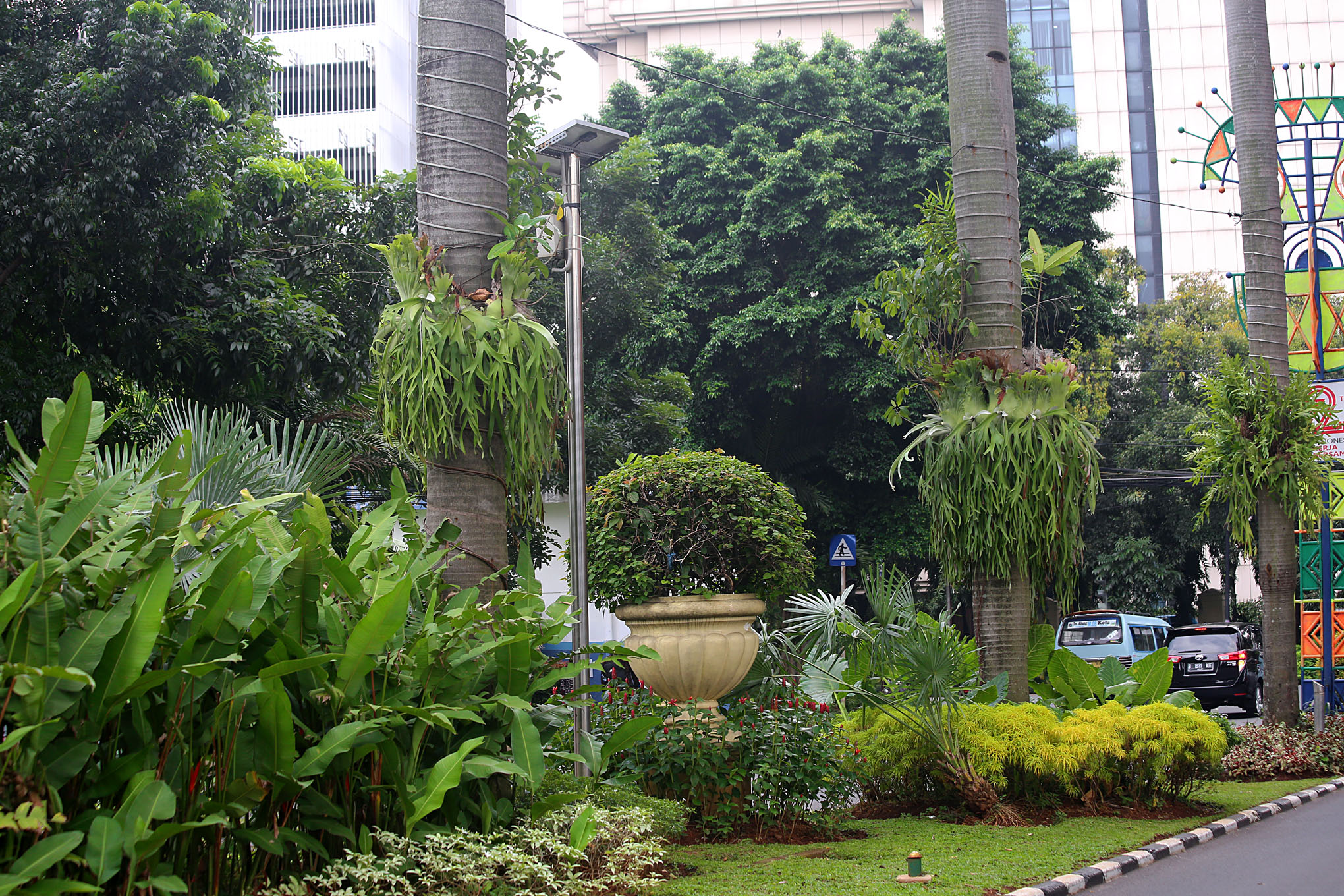Jakarta - Plants - 1 IMG_8514