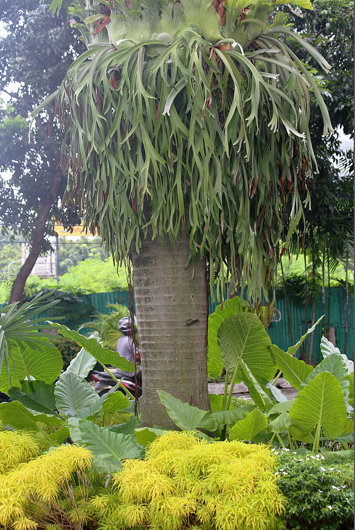 Jakarta - Plants - 2 IMG_8515