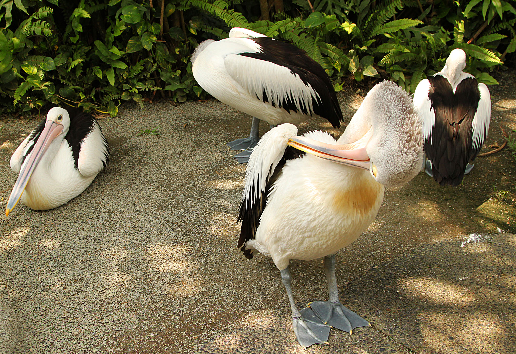 Jakarta - Birds - 2a IMG_9681