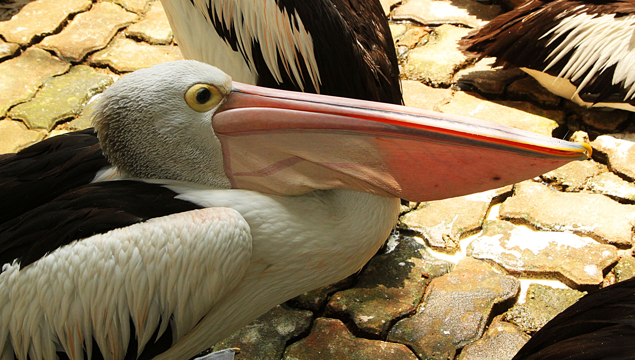 Jakarta - Birds - 2b IMG_9682