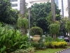 Jakarta - Plants - 1 IMG_8514