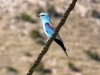 African Birds - 1