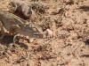 African Reptiles - 1