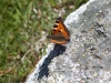 Aigues Tortes National Park 8