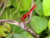 Bali - Insects - 1 IMG_8679