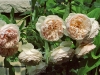 David Austin Rose