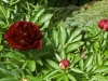 Tree Peony 4