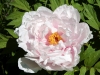 Tree Peony 5