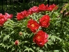 Tree Peony 3