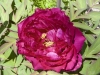 Tree Peony 1