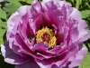 Tree Peony 2