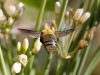 Bees of Morocco - Genus Xylocopa                                                                                    20200407_2814