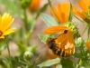 Bees of Morocco mg_2784-copy