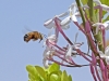 Bees of Morocco