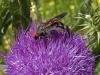 Bees of Morocco