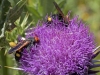 Bees of Morocco