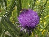 Bees of Morocco