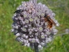 Bees of Morocco