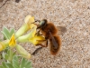 Bees of Morocco - bee20130419nador2
