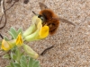 Bees of Morocco - bee20130419nador3