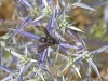 Bees of Morocco - eryngium-amethystinum-with-wasp