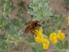 Bees of Morocco - marocbee20130419spitnador