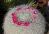 Dar Balmira Botanical Garden CactusDarBal.jpg