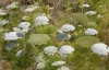 Daucus-carota-subsp.-maximus20190606_1557