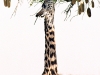 Giraffe 1